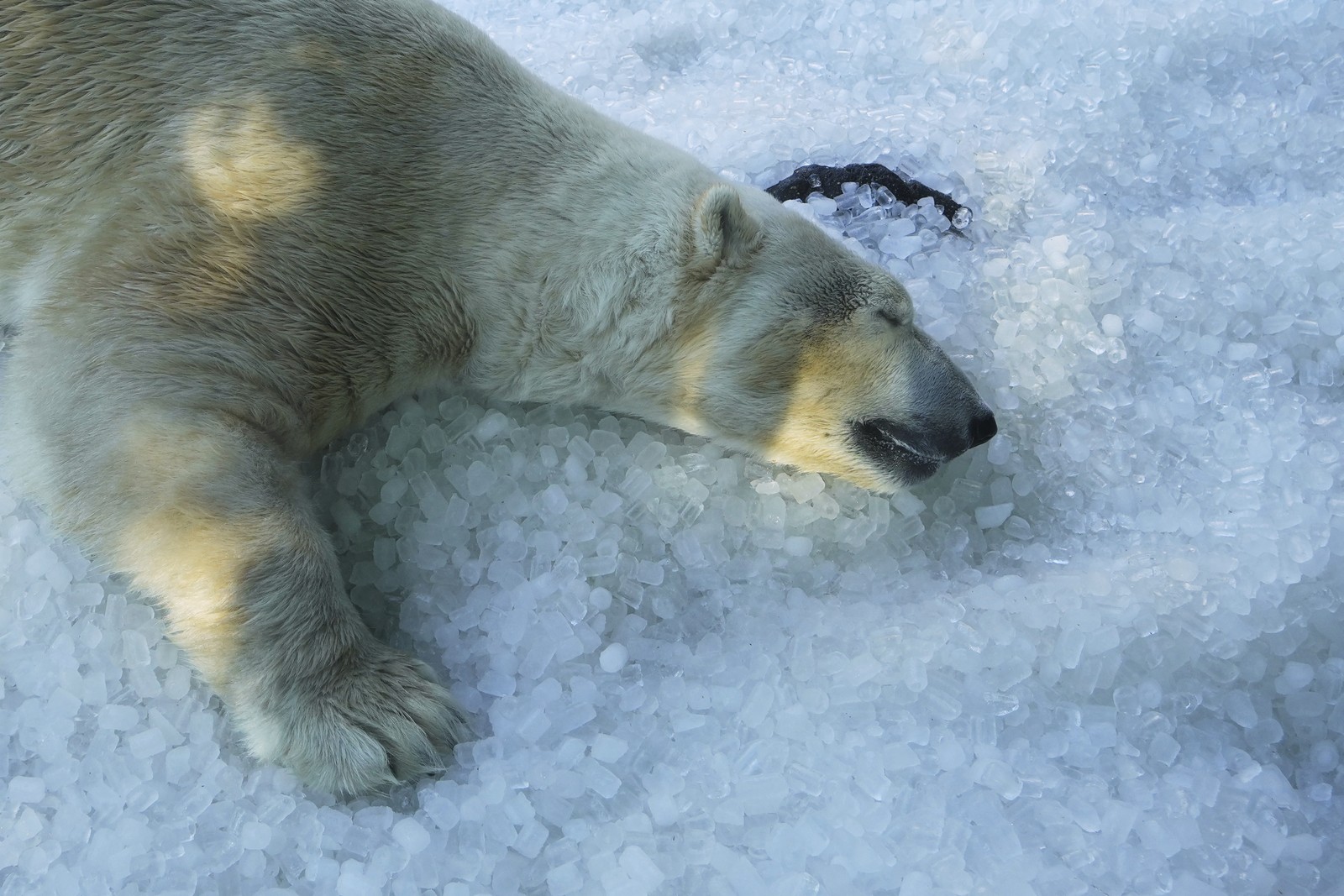 A polar bear cools down on a pile of ice.