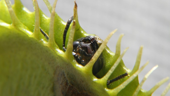 Venus Flytraps Are Even Creepier Than We Thought The Atlantic