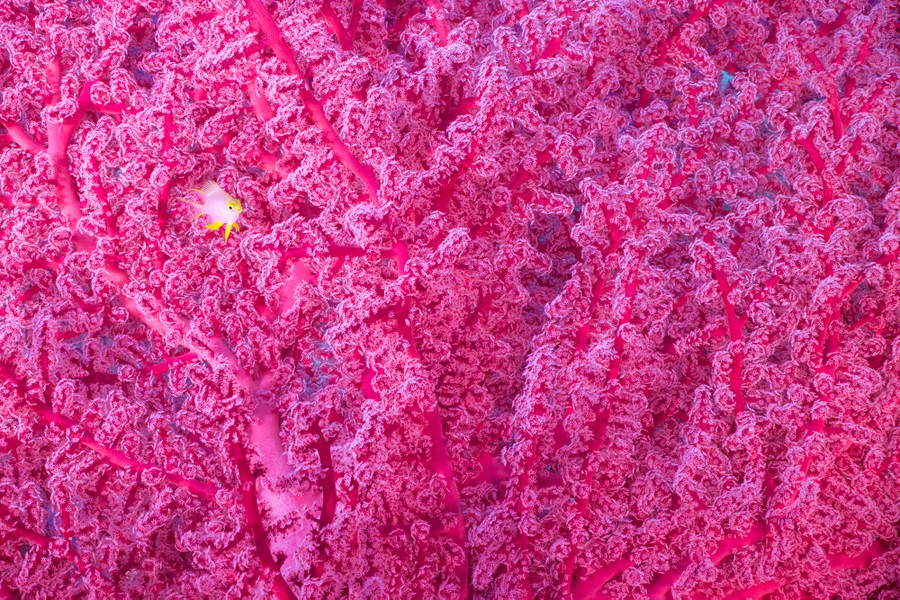 A small fish, seen seen against a background of pink coral