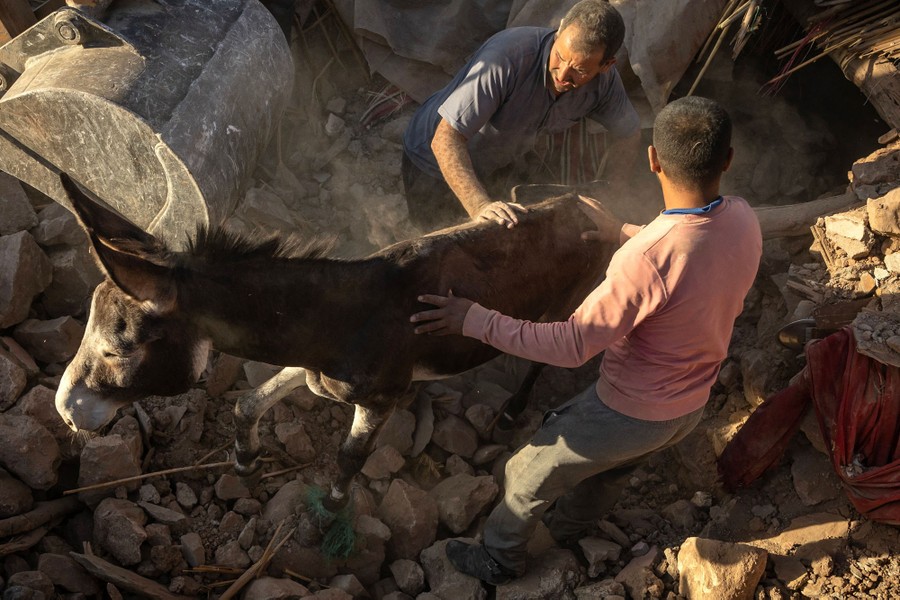 People help a donkey as it walks away from a pile of rubble after being freed.