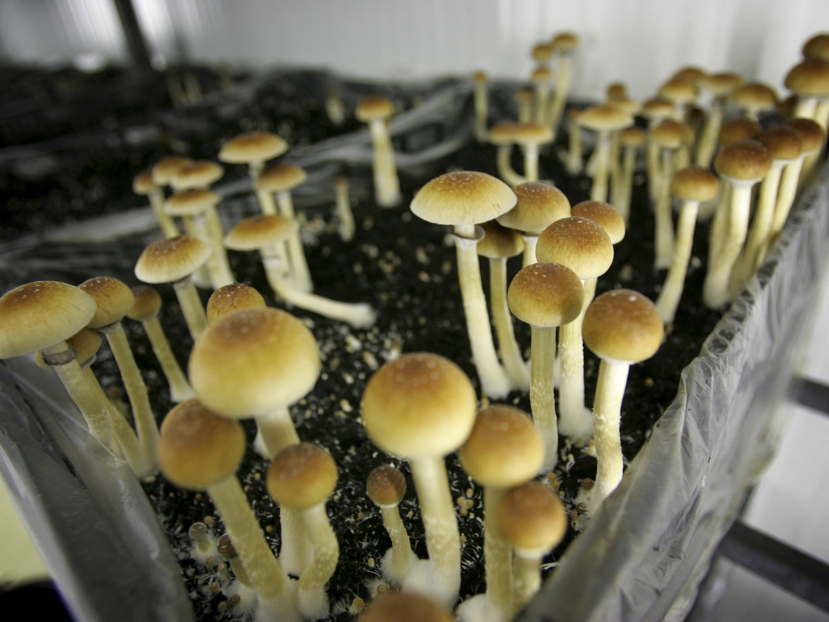 Study: Psilocybin Mushrooms Can Help Cancer Anxiety - The Atlantic