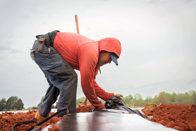 A farm worker pulling plastic mulch out from below the dirt