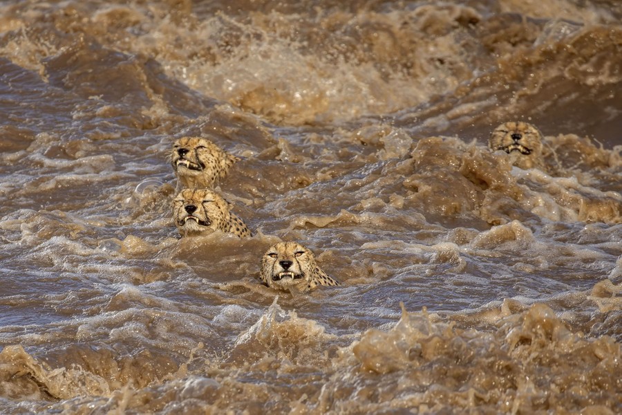 Four swimming cheetahs in a raging river, their faces showing the effort of the crossing