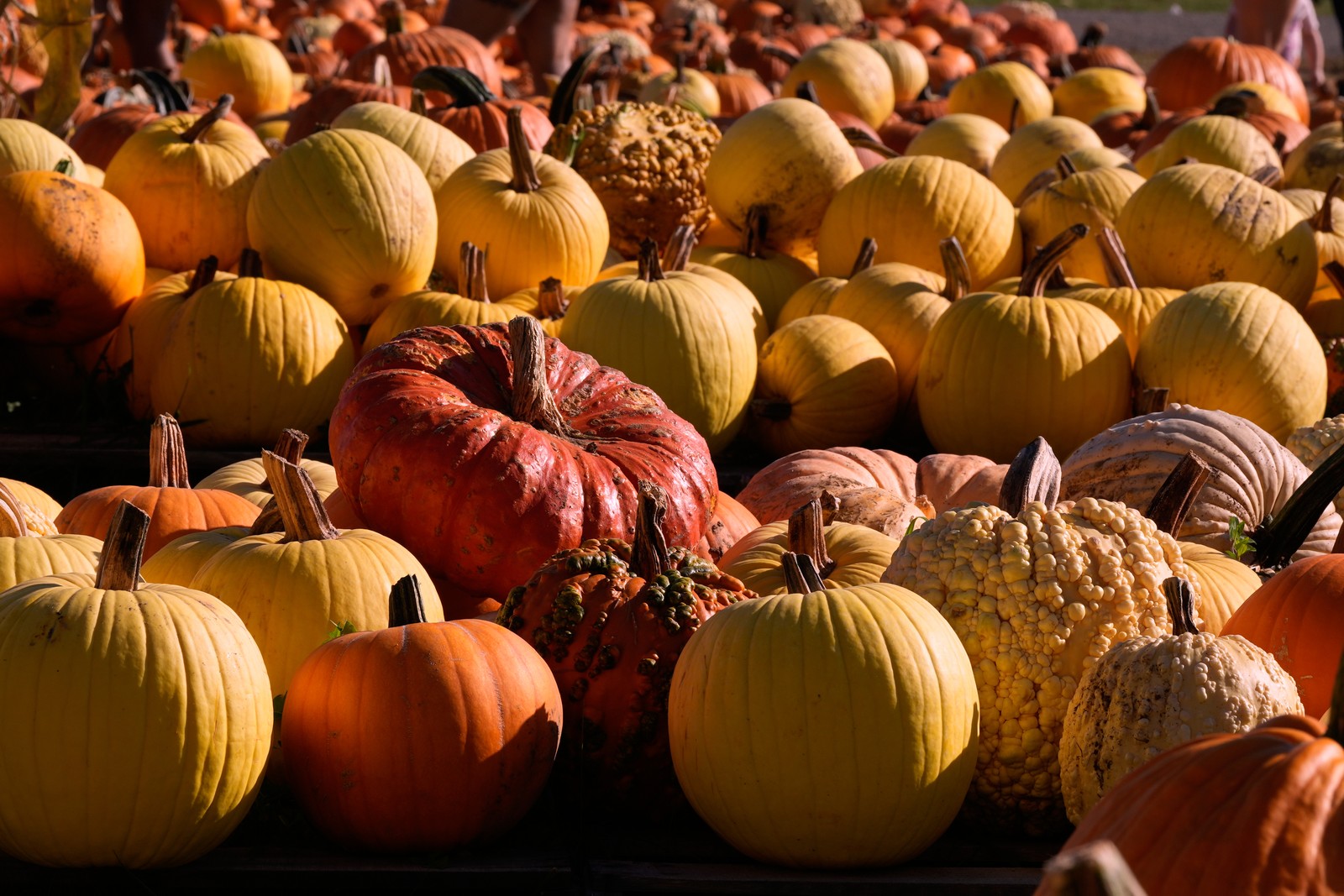 A loose pile of pumpkins at a farm