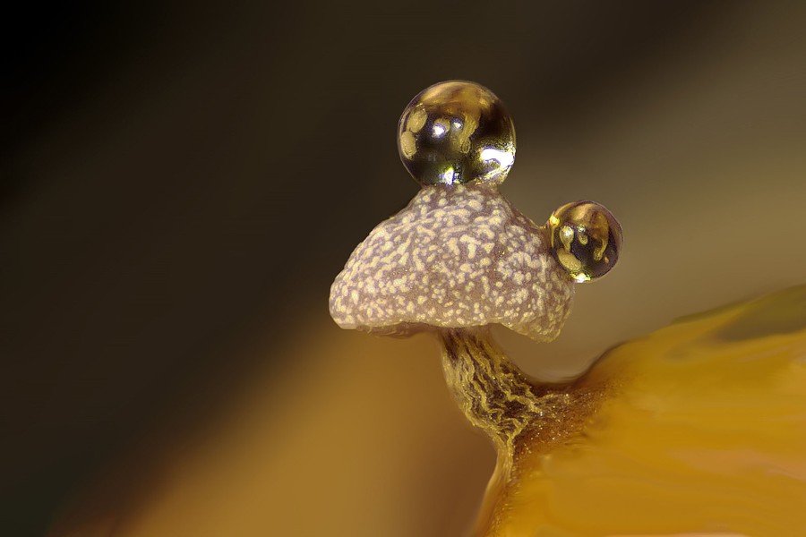 A mushroom-like stalk rises from slime mold, with two tiny water droplets atop it.