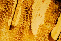 Close-up of a honeycomb