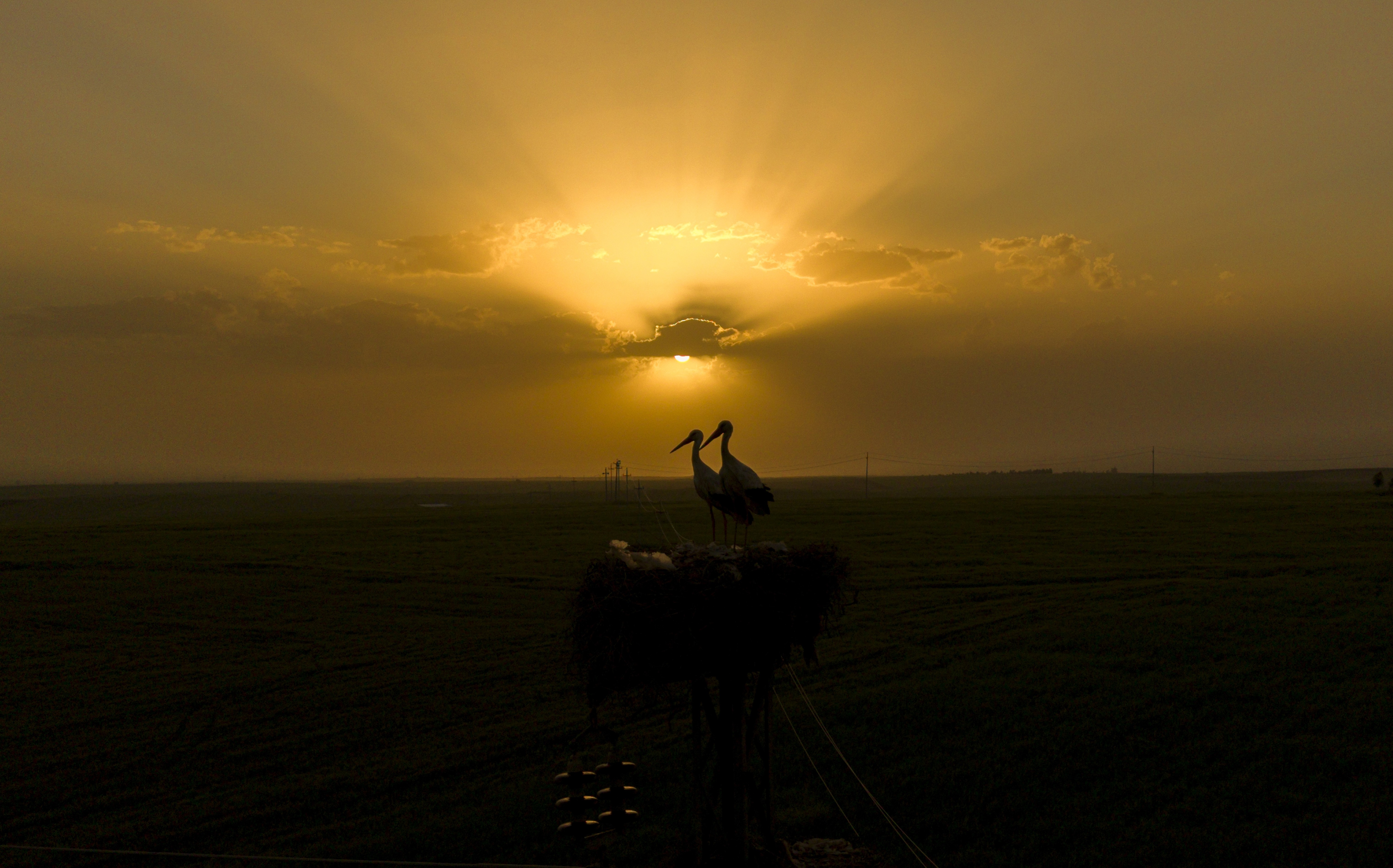 A pair of storks stand on a nest atop a power pole, seen at sunset.