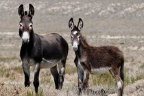 Wild donkeys in Nevada