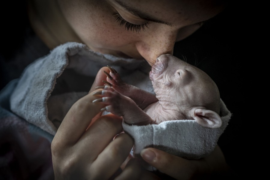 A person leans down to touch noses with a very young wombat that they are holding.