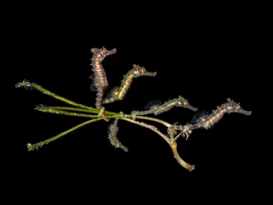 Five small seahorses cling to several strands of seaweed.