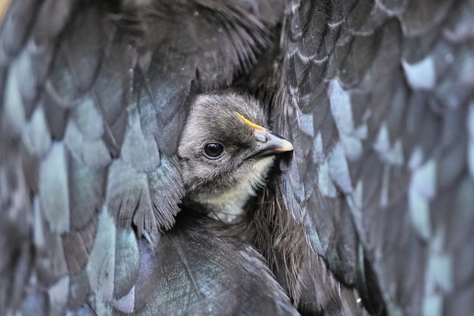 A newborn chick looks out from the feathers of its mother.