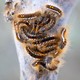 A bunch of fuzzy browntail moth caterpillars with distinctive orange spots