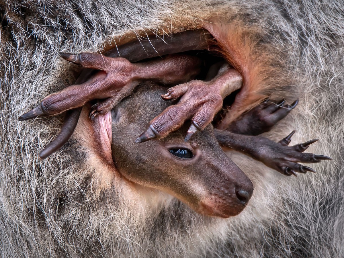Shortlisted Images for the 2024 Close-Up Photographer of the Year (18 photos)