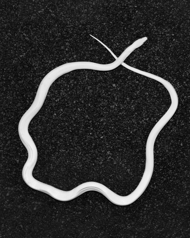 A snake curled into a circle, its head crossing over its tail