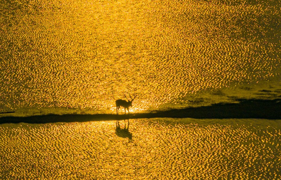 An elevated view of an elk standing on a strip of land surrounded by water