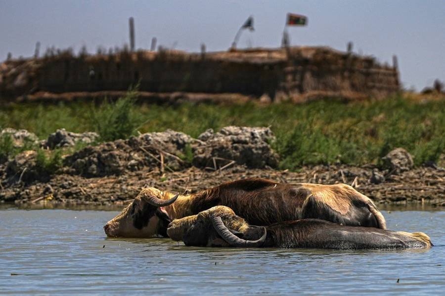 Two buffalo stand in deep water, near a shore.