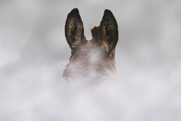 A donkey in smoke
