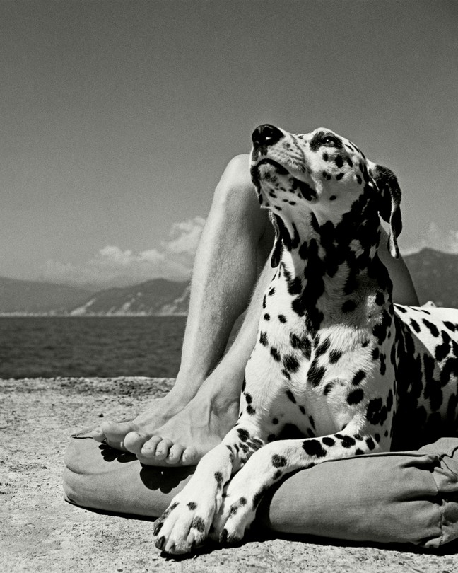 A black-and-white photograph of a Dalmatian, lying on a cushion and leaning against the legs of a human