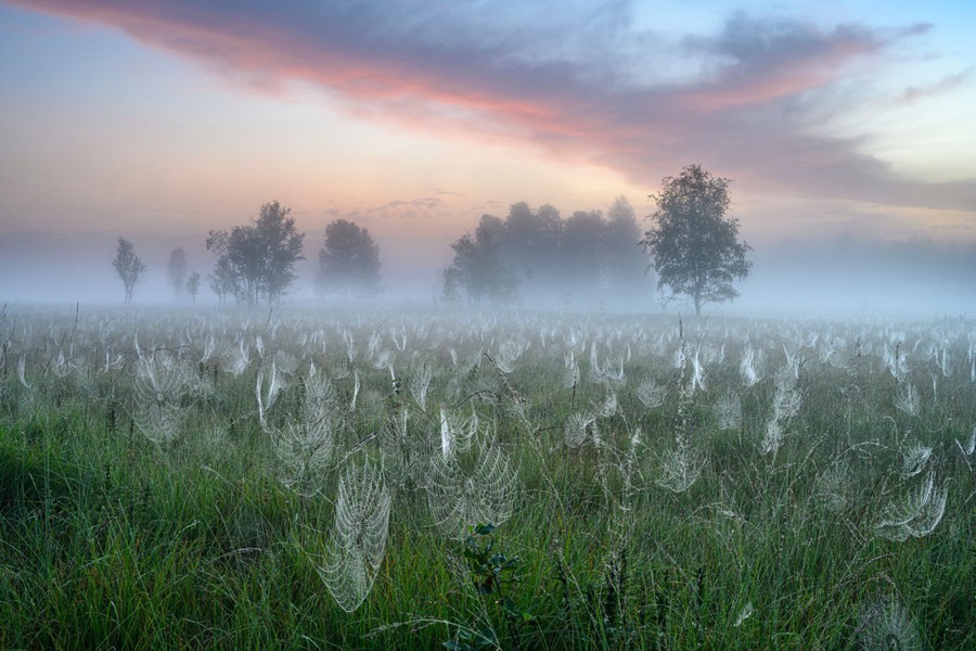 A meadow seen on a foggy morning, with hundreds of spider webs visible, drooping under the weight of dew drops.