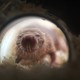 a naked mole rat moving toward the camera through a small tunnel