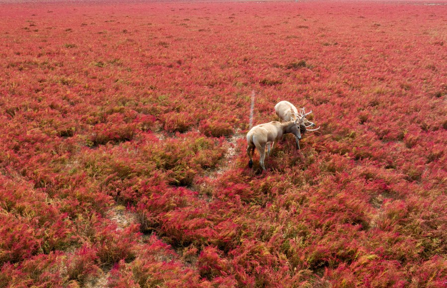 Two deer spar with each other amid red foliage in a wetland.
