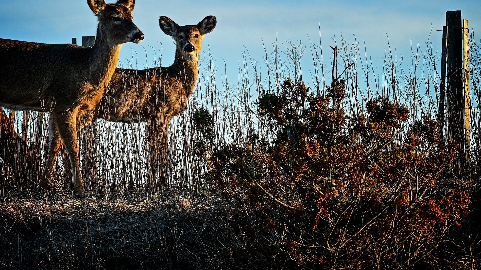 An Incurable Disease Is Coming for Deer (theatlantic.com)