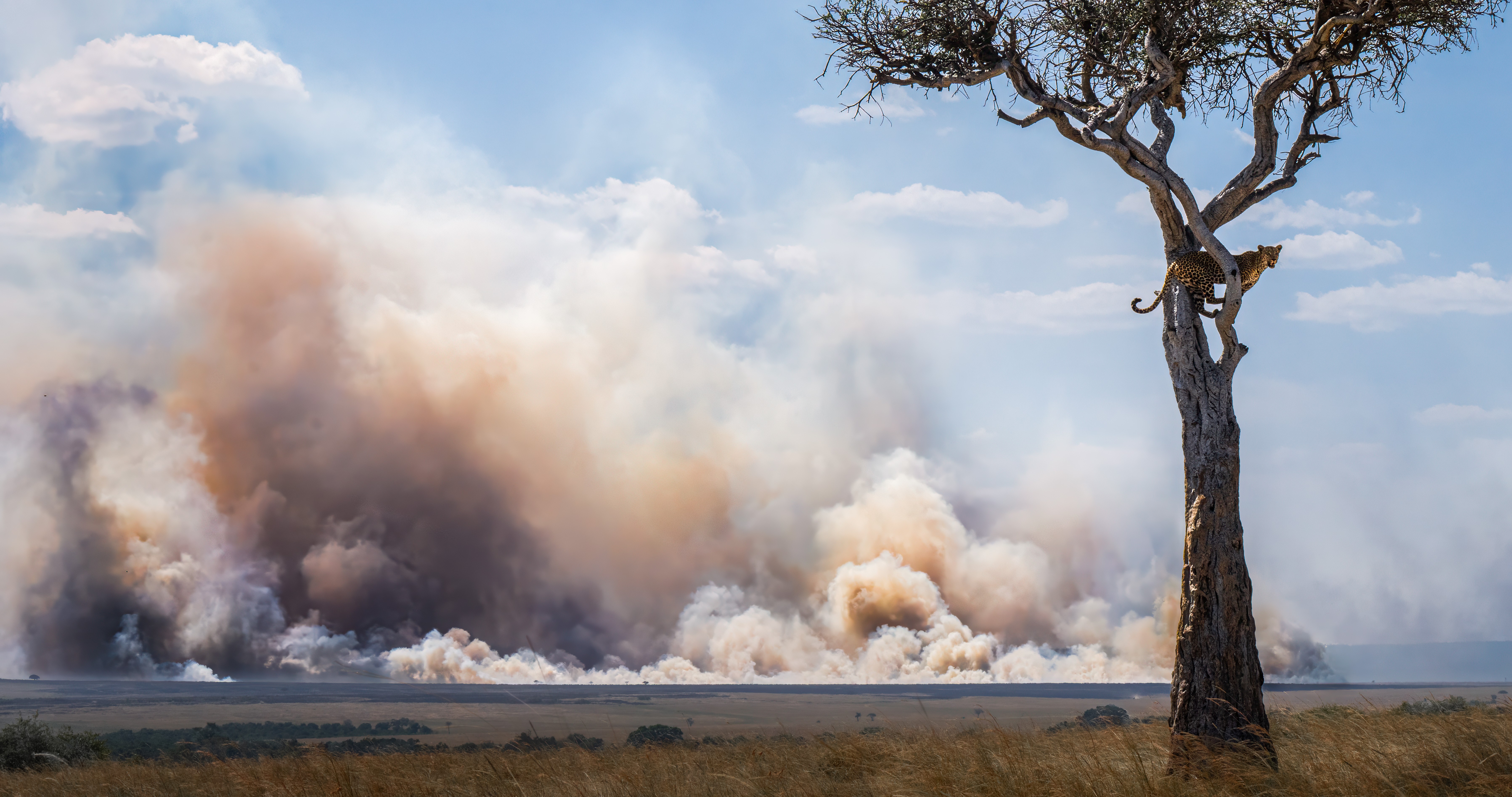A leopard perches in a tall single tree, with smoke from a large brush fire rising in the background.
