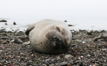 a baby seal sleeping on its left side on a rocky beach. its eyes are closed, and its mouth is turned upward in what looks like a smile.