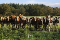 A group of cows looks forward.