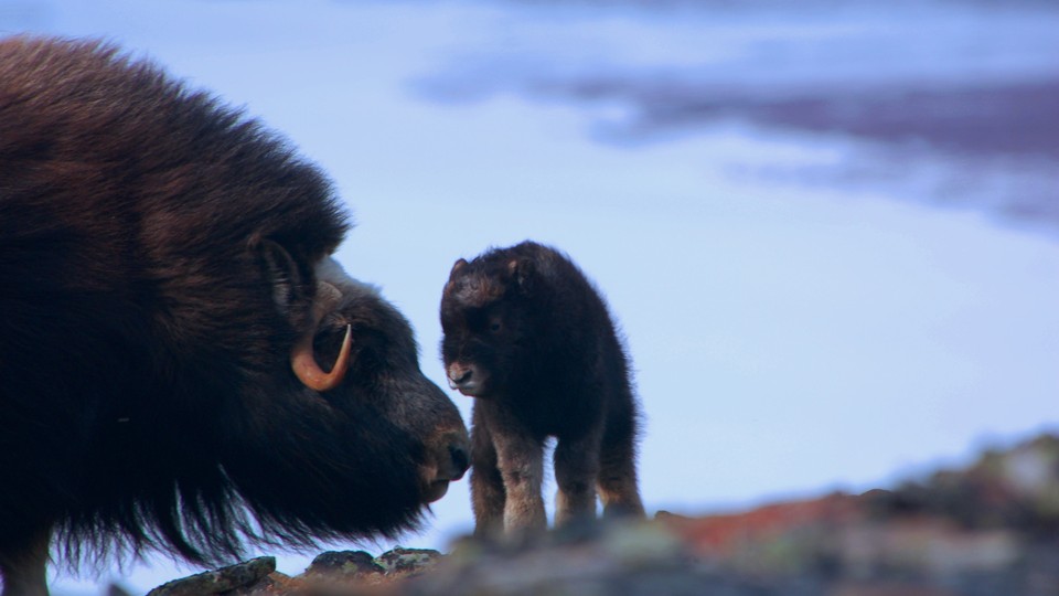A newborn musk ox and its mother in the Arctic