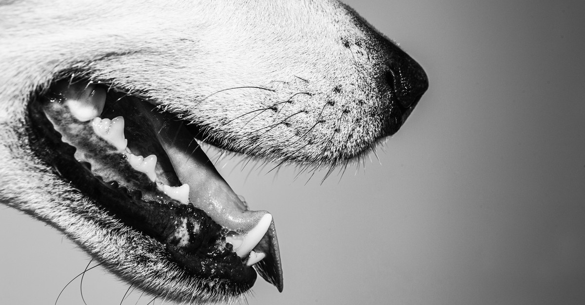 Were People Always Supposed to Brush Their Dogs’ Teeth?