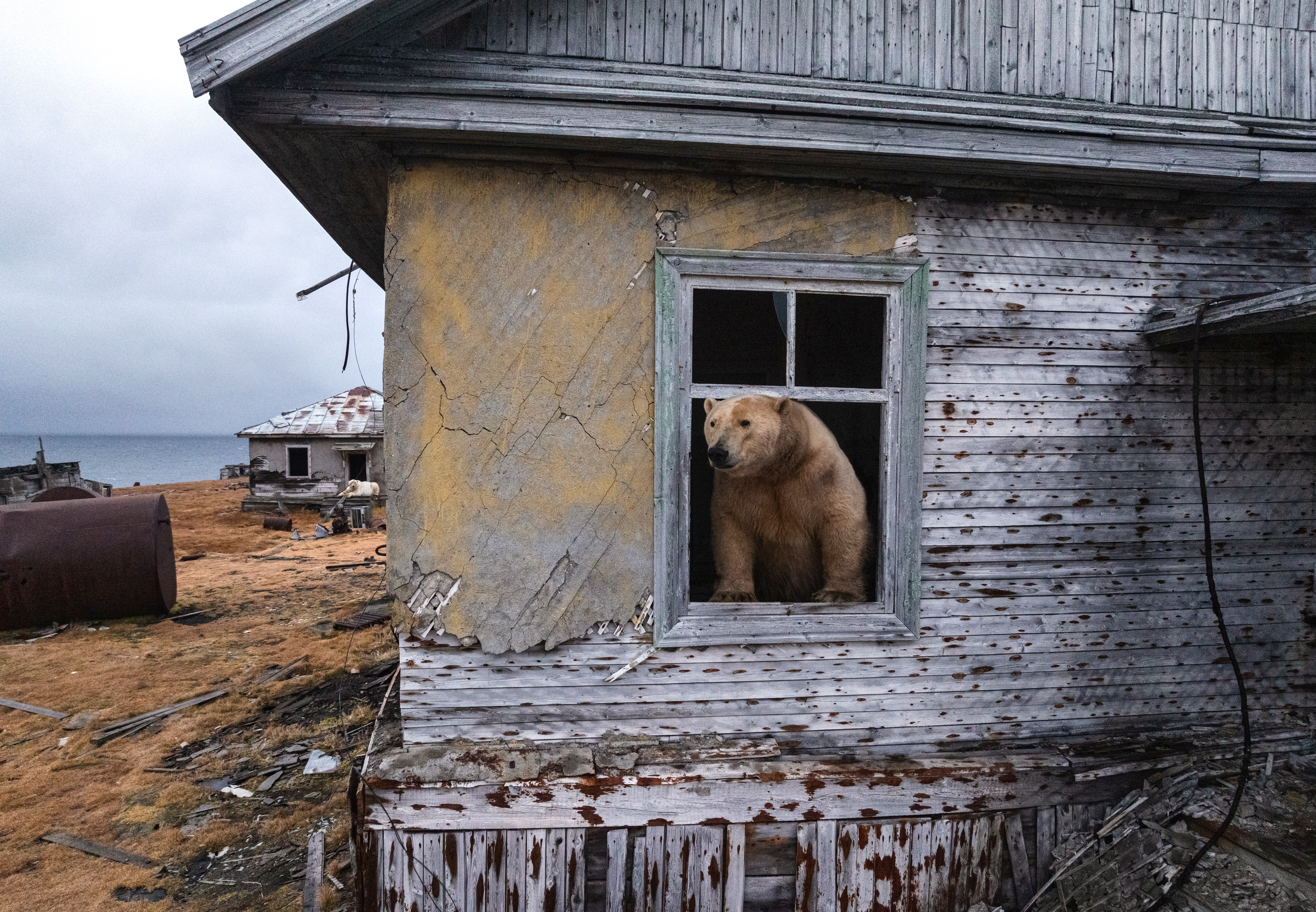 A polar bear sticks its head out of a window at an abandoned research facility.