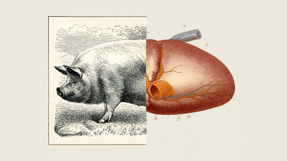 Illustration of a pig and a heart