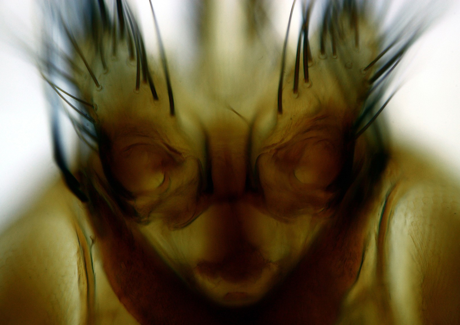 A microscopic view of the head of a parasitic fly