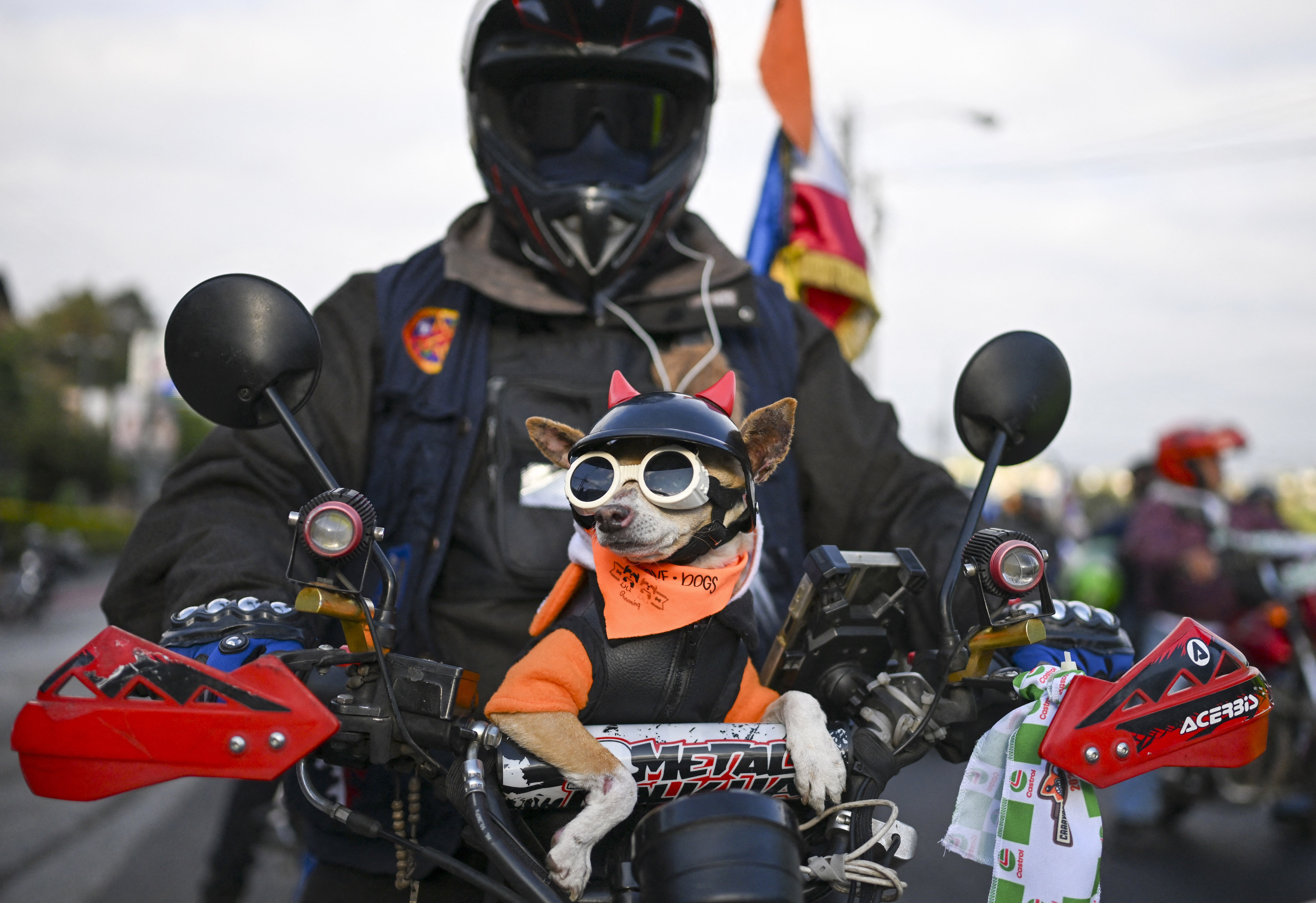 A motorcyclist rides in a caravan with a small dog resting on their handlebars. The dog wears a leather vest, bandana, helmet and doggles.