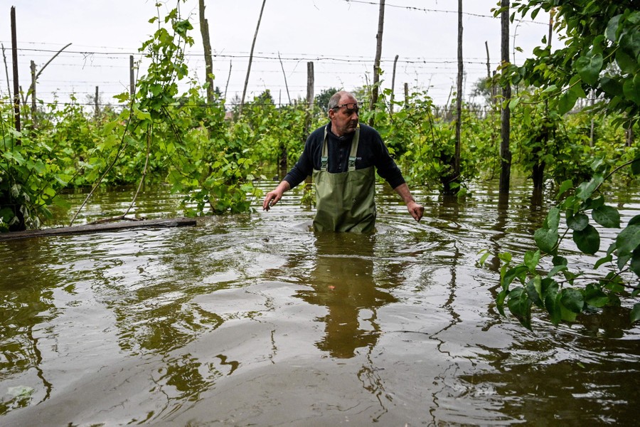 A person walks through waist-deep floodwater in a vineyard.