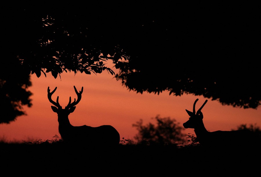 Two deer in silhouette in a park at sunset