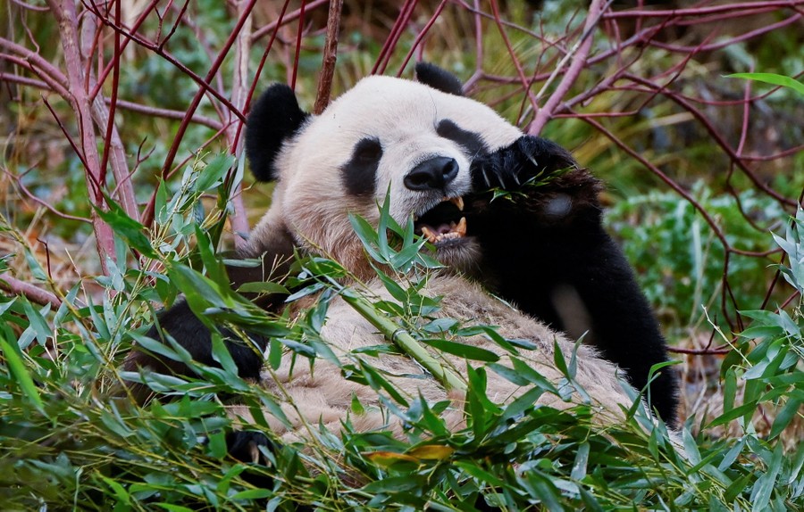 A panda, lounging in an enclosure, munching on bamboo shoots