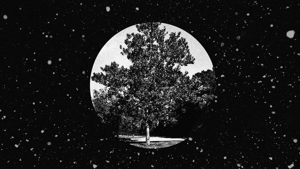 A moon tree planted on June 9, 1977, surrounded by space