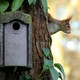 A squirrel sits in a tree next to a birdhouse.