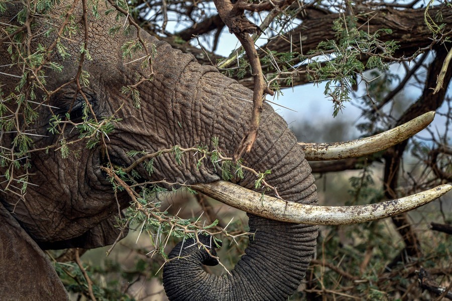 An elephant grazes on a tree branch.
