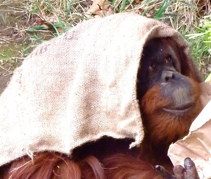 The Orangutans That Served As Inspiration For Maurice In Dawn Of The 