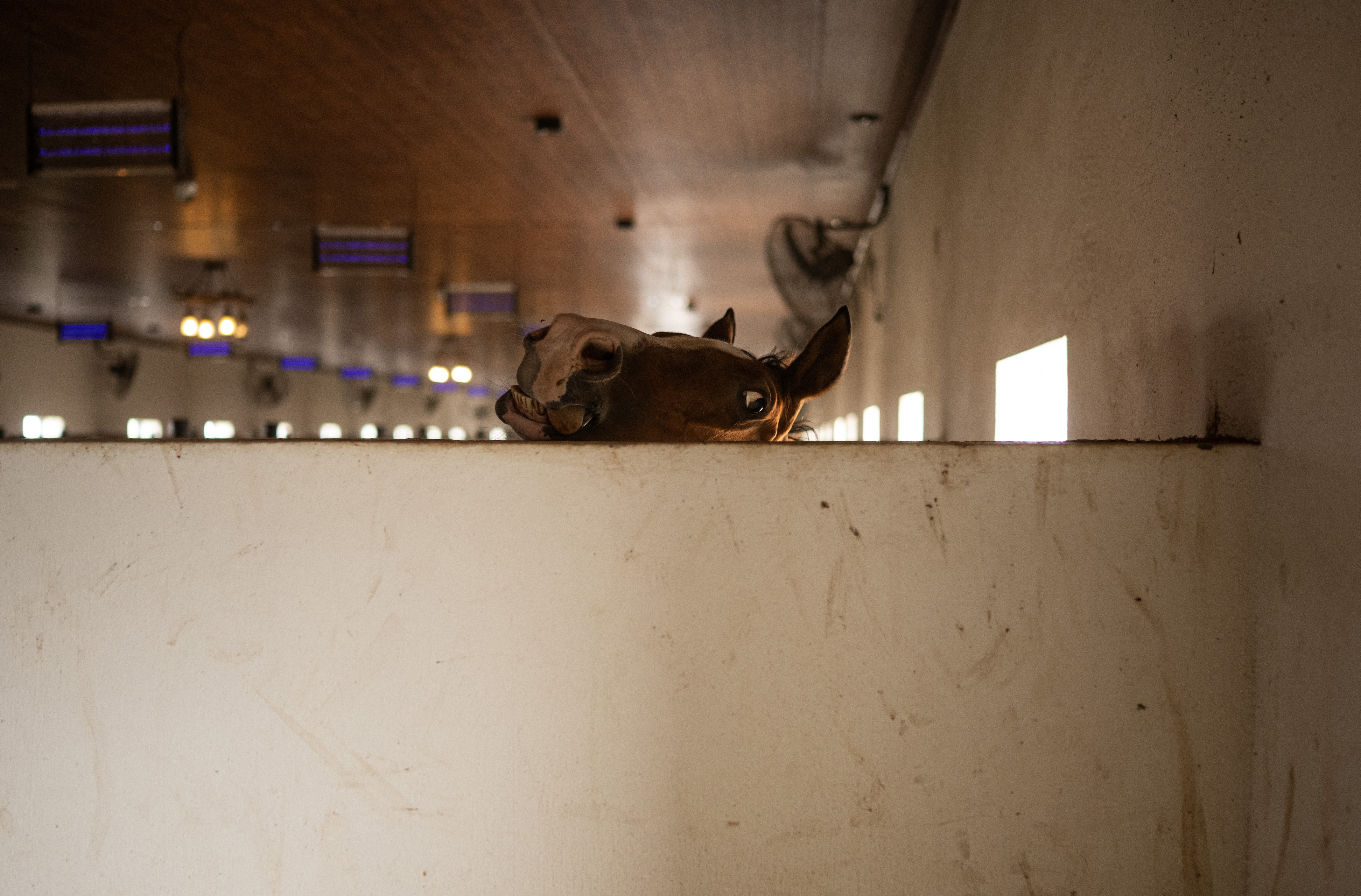 A horse peeks over a wall inside a stable.