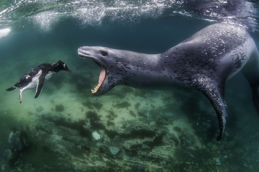 An underwater view of a leopard seal, its mouth wide open, moving toward a lifeless-looking penguin