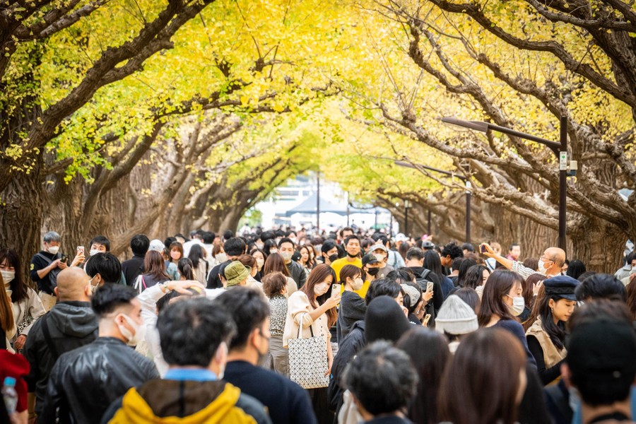Many people walk and take pictures under a canopy of yellow-leaved trees.