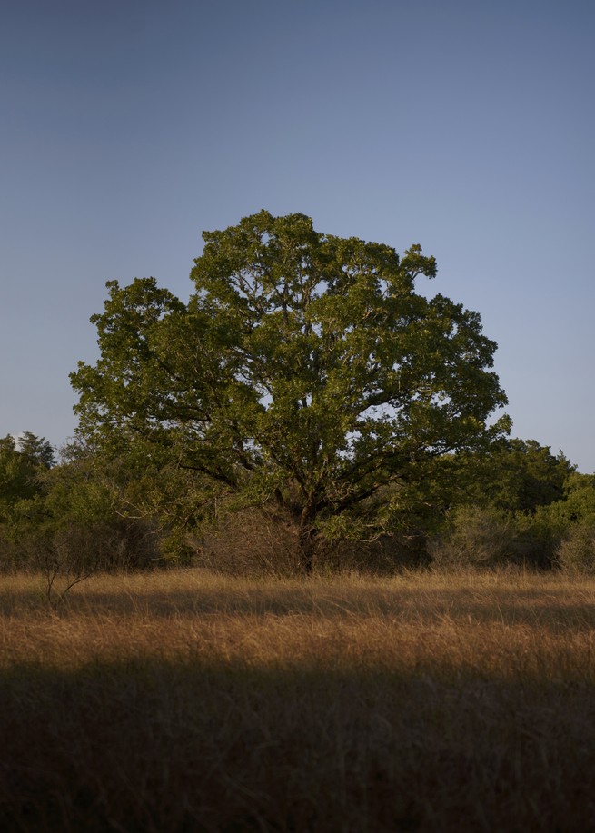 A lone tree on in a field of grass