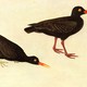a painting of two birds, with black feathers and orange beaks