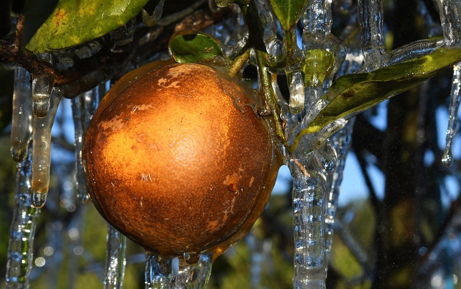 Icicles hang from an orange tree.