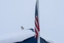 A white raven sitting on a snow-covered roof next to an American flag in Anchorage, Alaska