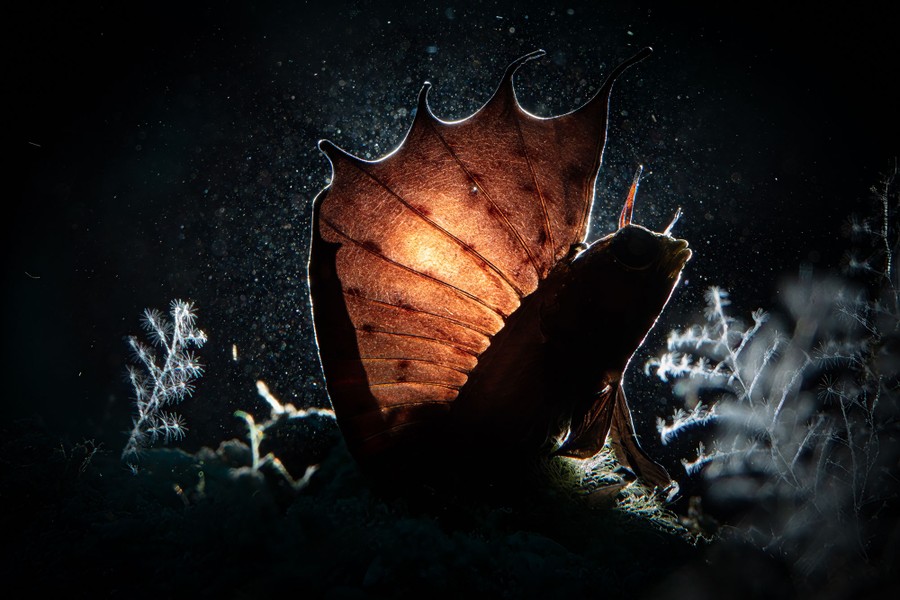 A small fish, seen with its tall dorsal fin unfurled, backlit by a light underwater.